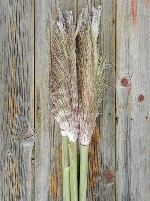 Wholesale Pampas Natural Fresh Grass Delivered Online FlowerFarm